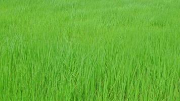 The green rice fields move in the wind. video