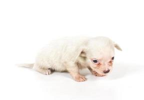 chihuahua puppy on white photo