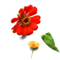 Botanical Zinnia flower and leaf isolated on transparent background png