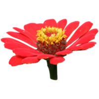 Botanical Zinnia flower and leaf isolated on transparent background png