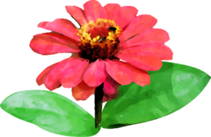 Red zinnia flower watercolor illustration png