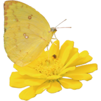 flor de zínia botânica e folha isolada em fundo transparente png