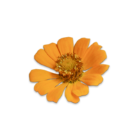 Botanical Zinnia flower and leaf isolated on transparent background png