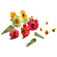botanico zinnia fiore e foglia isolato su trasparente sfondo png