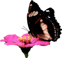 ilustración de acuarela de flor y mariposa de zinnia roja png