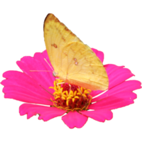 flor de zínia botânica e folha isolada em fundo transparente png