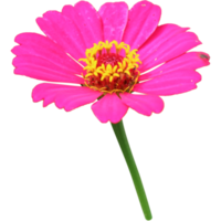 Botanical Zinnia flower and leaf isolated on transparent background png