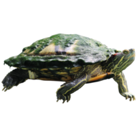 Red-eared brazilian slider turtle trachemys scripta isolated on transparent background png