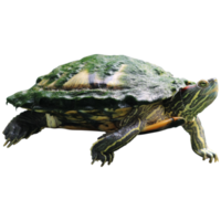 Red-eared brazilian slider turtle trachemys scripta isolated on transparent background png