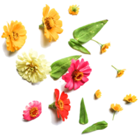 fleur et feuille de zinnia botanique isolées sur fond transparent png