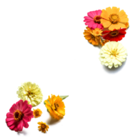 Botanical Zinnia flower and leaf isolated on transparent background png