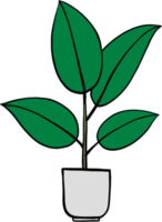 simplicité en caoutchouc fig plante dessin à main levée design plat. png