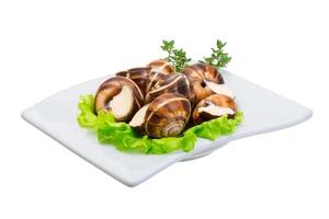 Escargot on white photo