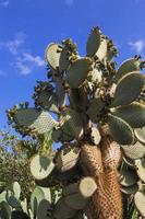 Cactus Opuntia view photo