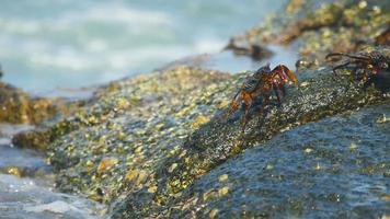 Crabs on the rock at the beach, rolling waves, close up video