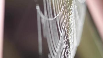 Close up view of spider web covered with drops of moist with green leafs on the background. Trembling in the wind. video