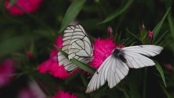 Aporia crataegi Black veined white butterfly on pink carnation flower video