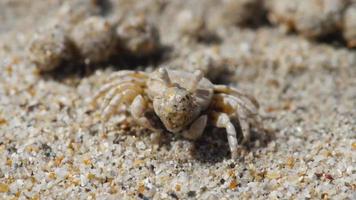 scopimera globosa, crabe barboteur de sable ou barboteur de sable vivent sur les plages de sable de l'île tropicale de phuket. ils se nourrissent en filtrant le sable à travers leurs pièces buccales, laissant derrière eux des boules de sable. video