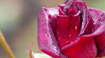 A dark red rose, with autumn frost, in the garden on a foggy frosty morning video