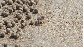 scopimera globosa, caranguejo de areia ou borbulhador de areia vivem em praias arenosas na ilha tropical de phuket. eles se alimentam filtrando areia através de suas bocas, deixando para trás bolas de areia. video
