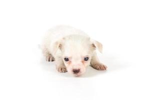 chihuahua puppy on white photo