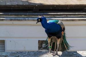 beautiful peacock view photo