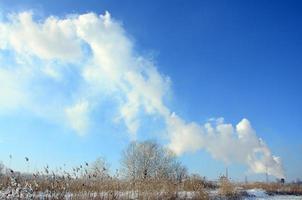 The industrial plant is located behind the swampy terrain, covered with snow. Large field of yellow bulrushes photo