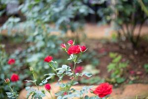 Beautiful red roses flower in the garden photo