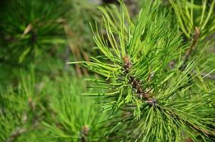 Green spruce branch in Sunny weather in the daytime outdoors. Floral background image with blurred background photo