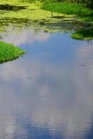 Summer day landscape with a large swamp dotted with green duckweed and marsh vegetation photo