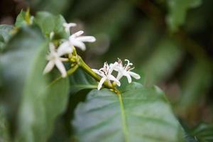 White flower in coffee tree close up photo