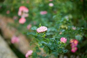 Beautiful colorful pink roses flower in the garden photo