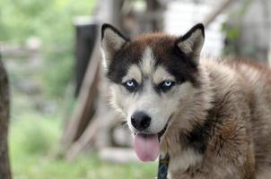 Arctic Malamute with blue eyes muzzle portrait close up. This is a fairly large dog native type photo