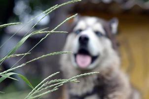 Arctic Malamute with blue eyes muzzle portrait close up throught the green grass stems with selective focus photo