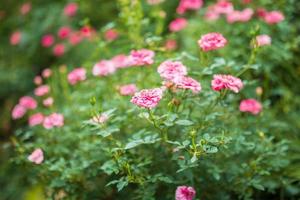 Beautiful colorful pink roses flower in the garden photo