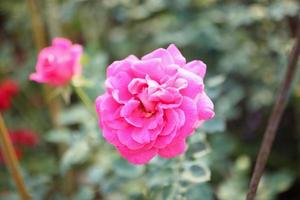 Beautiful colorful pink roses flower in the garden photo