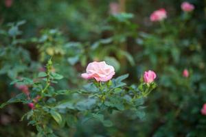 Beautiful colorful pink roses flower in the garden photo