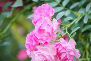 Beautiful pink roses flower in the garden photo