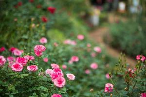 Beautiful colorful pink roses flower in the garden photo