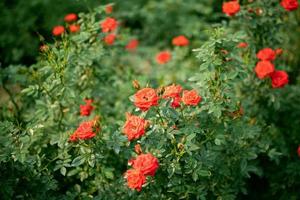 Beautiful colorful roses flower in the garden photo