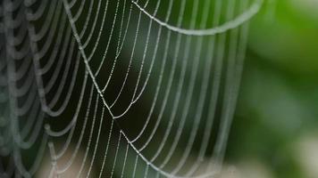 dichtbij omhoog visie van spinnen web gedekt met druppels van vochtig met groen doorbladert Aan de achtergrond. beven in de wind. video