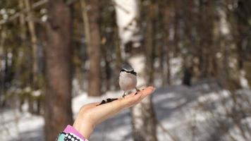 Titmouse birds in woman's hand eats seeds, winter, slow motion video