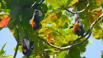 tres zorro volador de lyle pteropus lylei cuelga de una rama de árbol, cámara lenta video