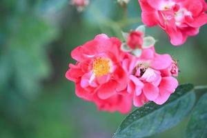 Beautiful red roses flower in the garden photo