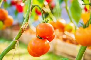 tomates maduros rojos frescos colgando de la planta de vid que crece en el jardín orgánico foto