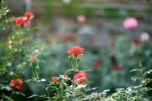 hermosa flor de rosas de colores en el jardín foto