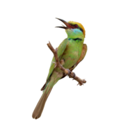 Asian Green Bee-Eater Bird. png