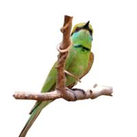 Asian Green Bee-Eater Bird. png