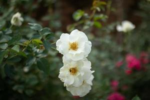 Beautiful white roses flower in the garden photo