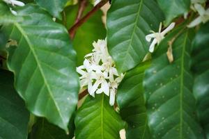 Flores de café con leche en plantación de árboles de hojas verdes de cerca foto